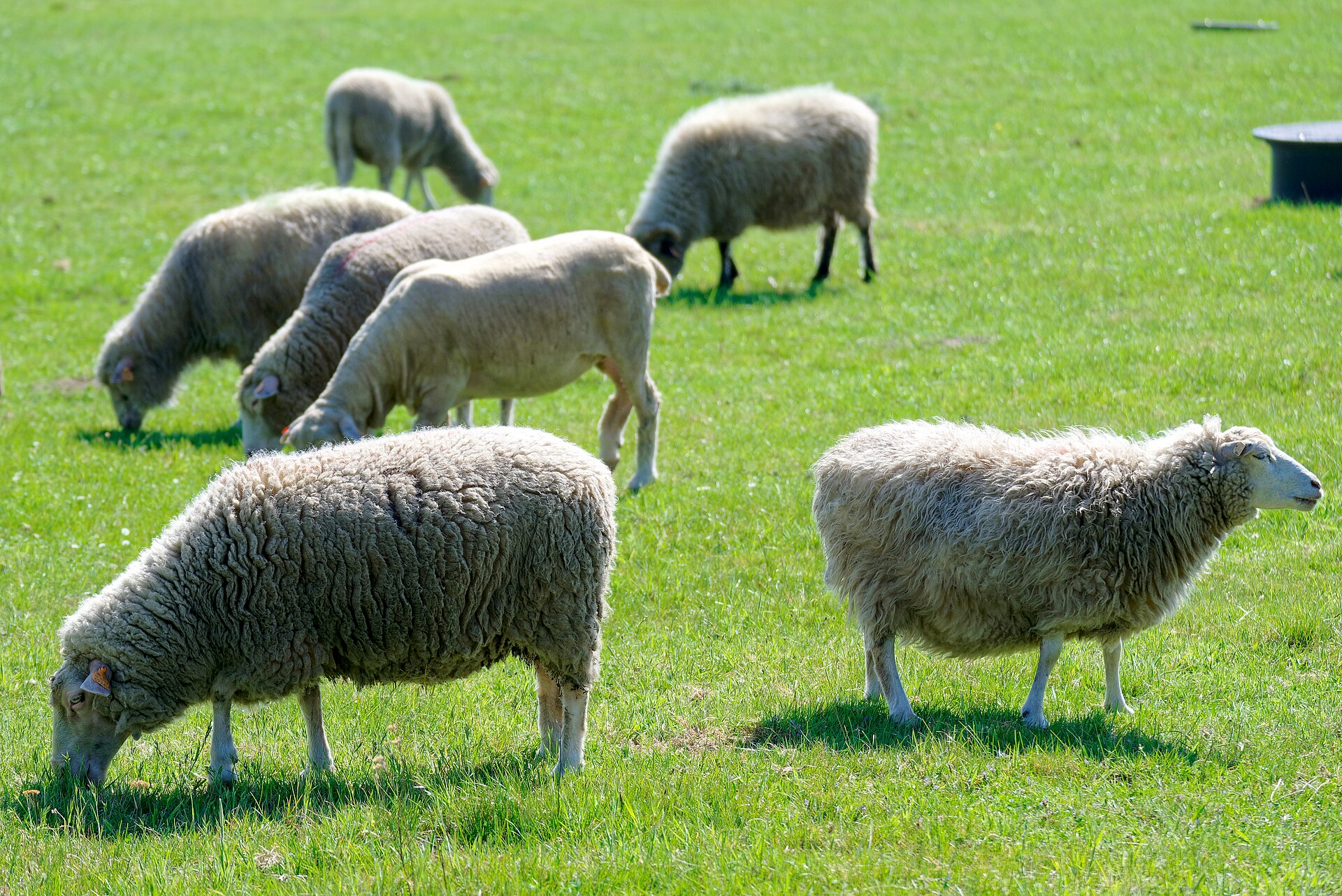 Healthy livestock supported by Vet Heal veterinary care
